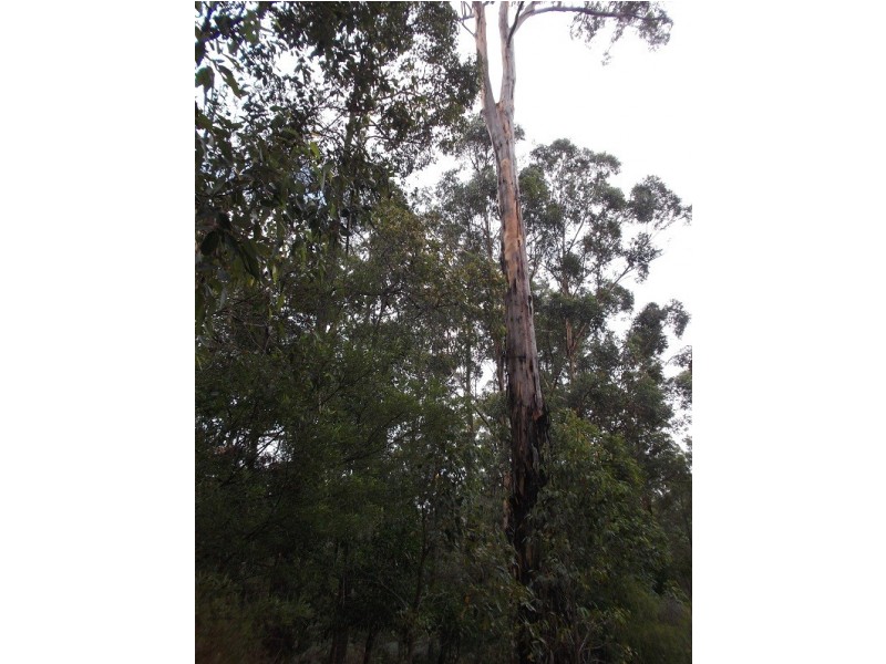 36 Karri Lane, Quinninup WA 6258