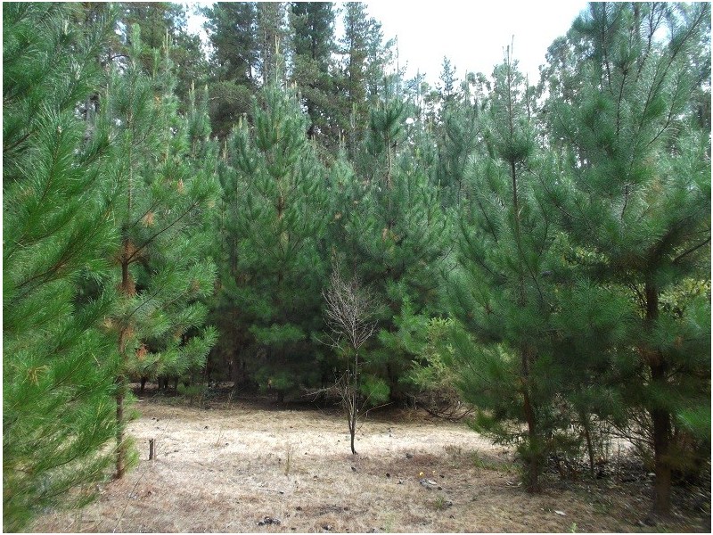 Lot 150 Karri lane, Quinninup WA 6258