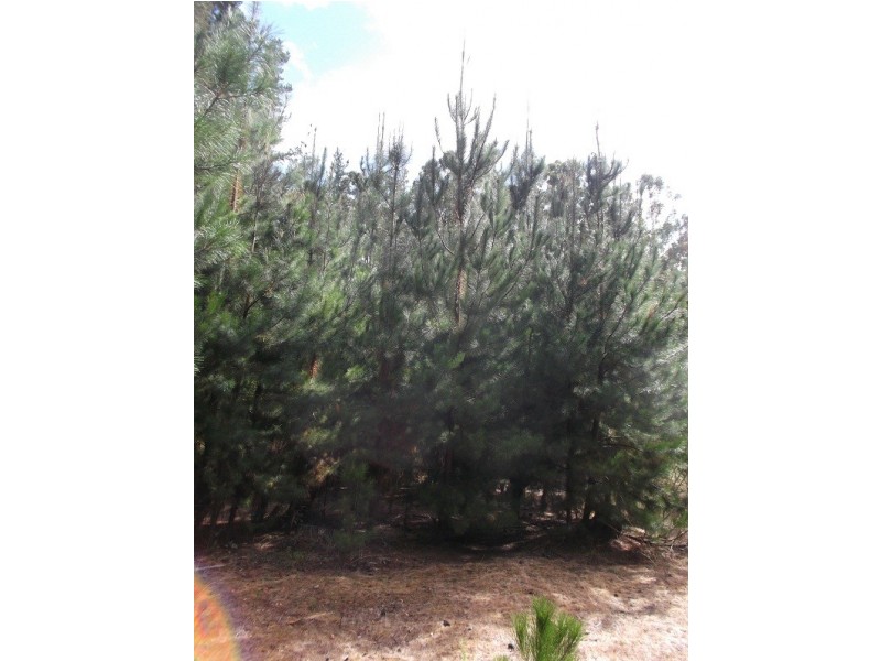 Lot 150 Karri lane, Quinninup WA 6258