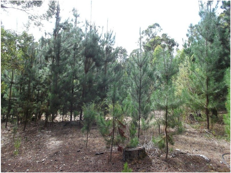 Lot 150 Karri lane, Quinninup WA 6258