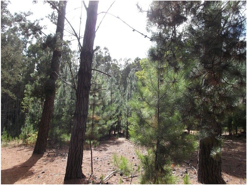 Lot 150 Karri lane, Quinninup WA 6258