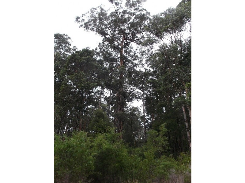 Lot 92 Karri Lane, Quinninup WA 6258