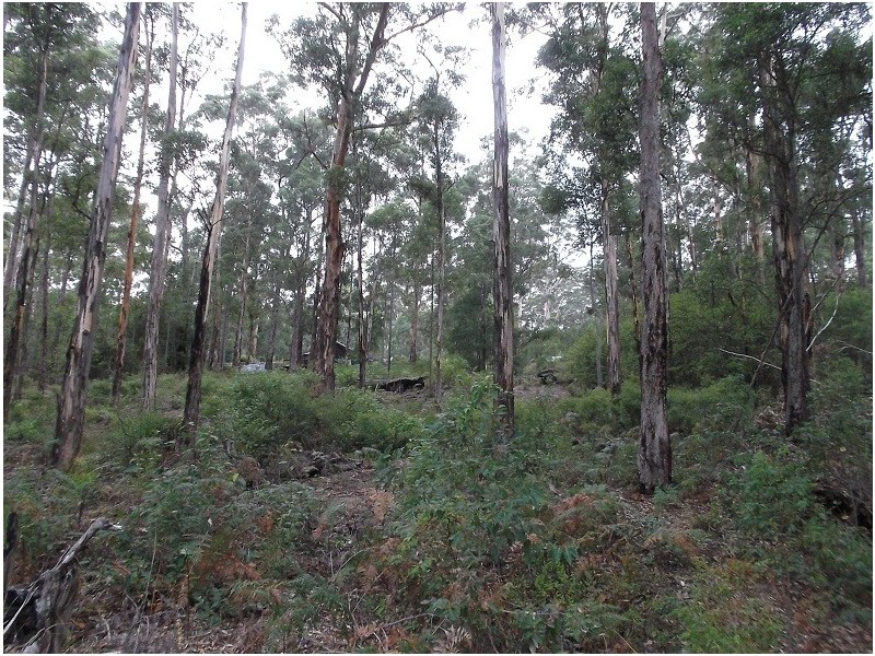 Lot 92 Karri Lane, Quinninup WA 6258