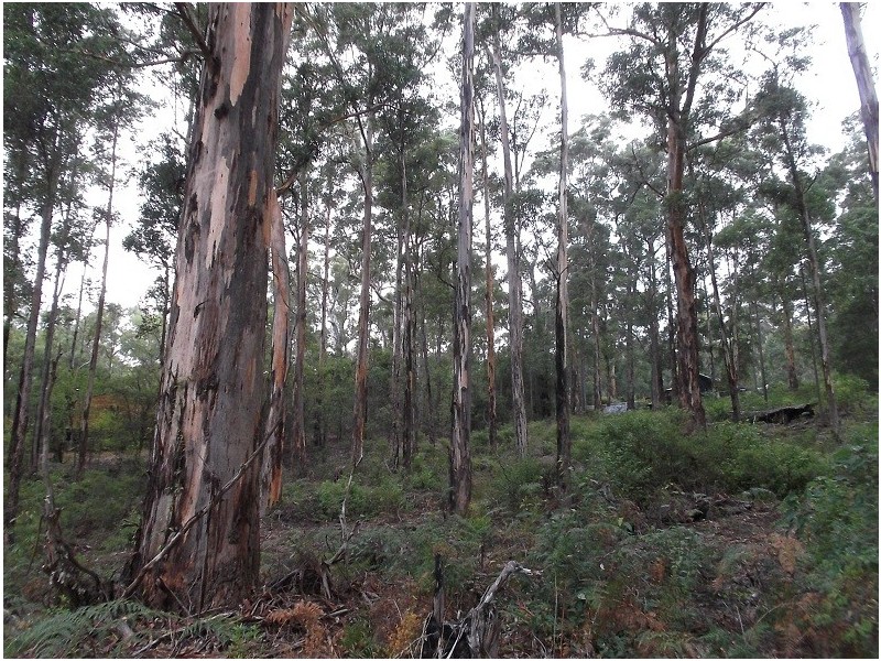 Lot 92 Karri Lane, Quinninup WA 6258
