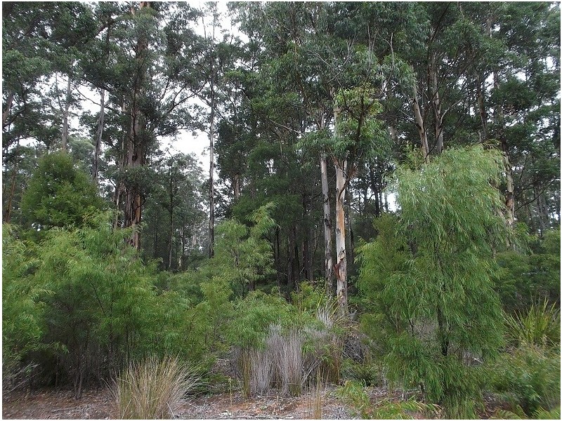 Lot 92 Karri Lane, Quinninup WA 6258