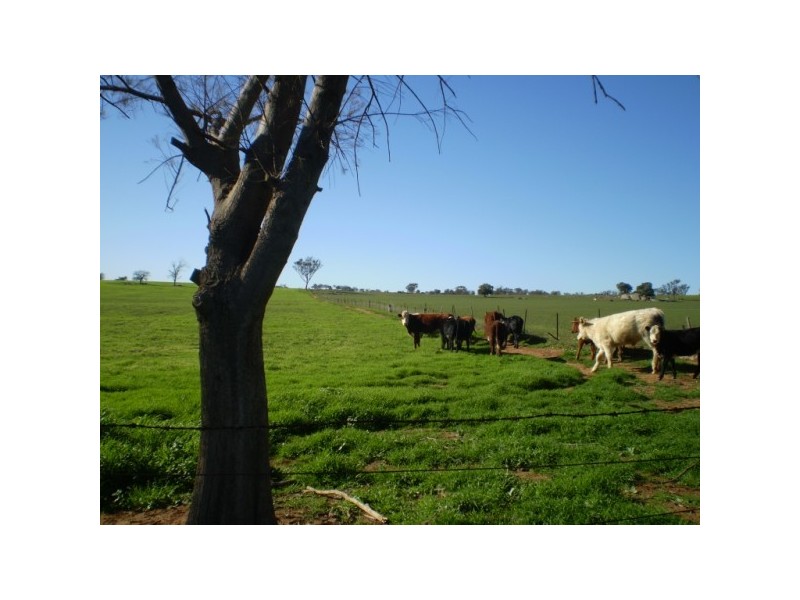 Marrar NSW 2652