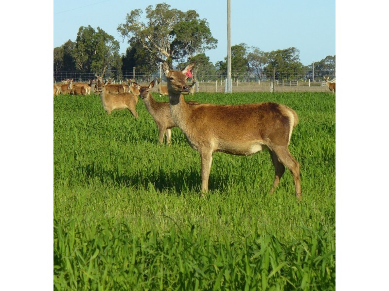 204 Luckmans Road, Boisdale VIC 3860