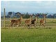 204 Luckmans Road, Boisdale VIC 3860