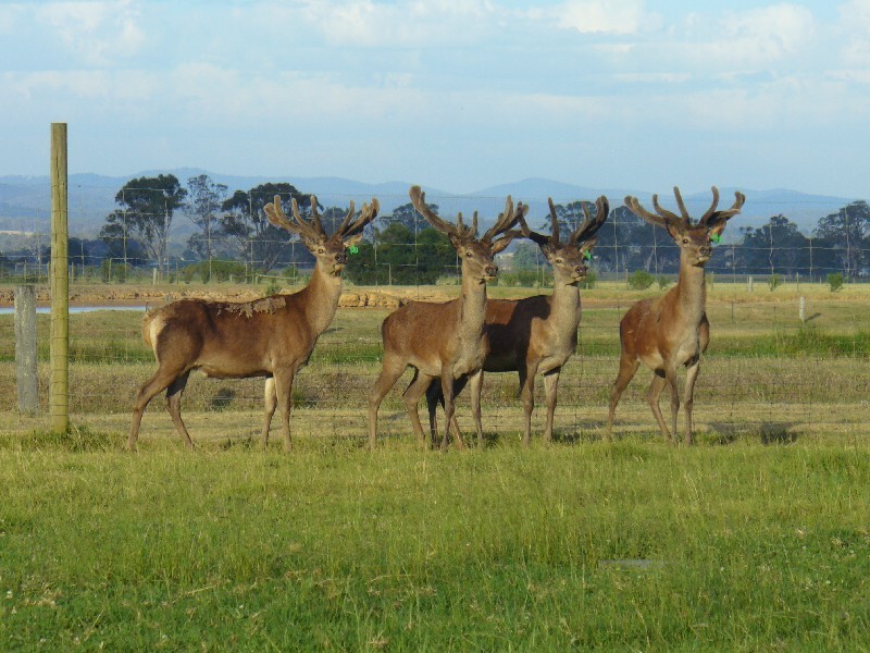 204 Luckmans Road, Boisdale VIC 3860