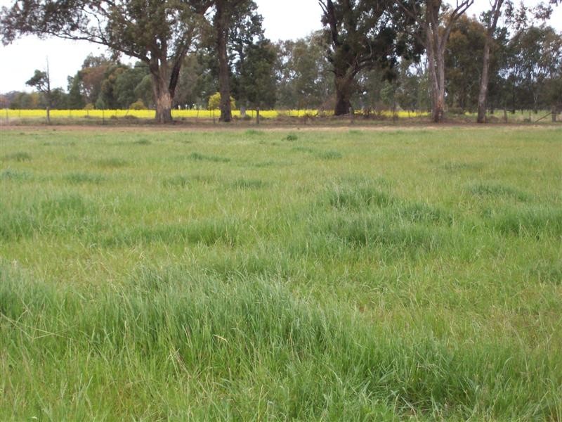 80 MOMALONG ST, Berrigan NSW 2712