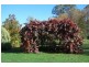 785 Back Eildon Road, Eildon VIC 3713