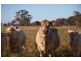Womboota NSW 2731