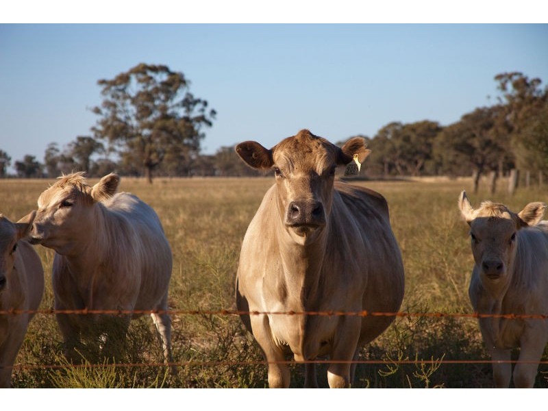 Womboota NSW 2731