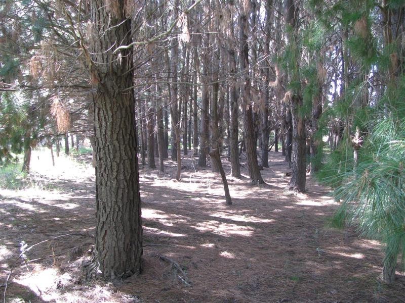 21 Giffard Street, Yea VIC 3717