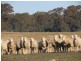 Redesdale VIC 3444