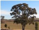 Redesdale VIC 3444