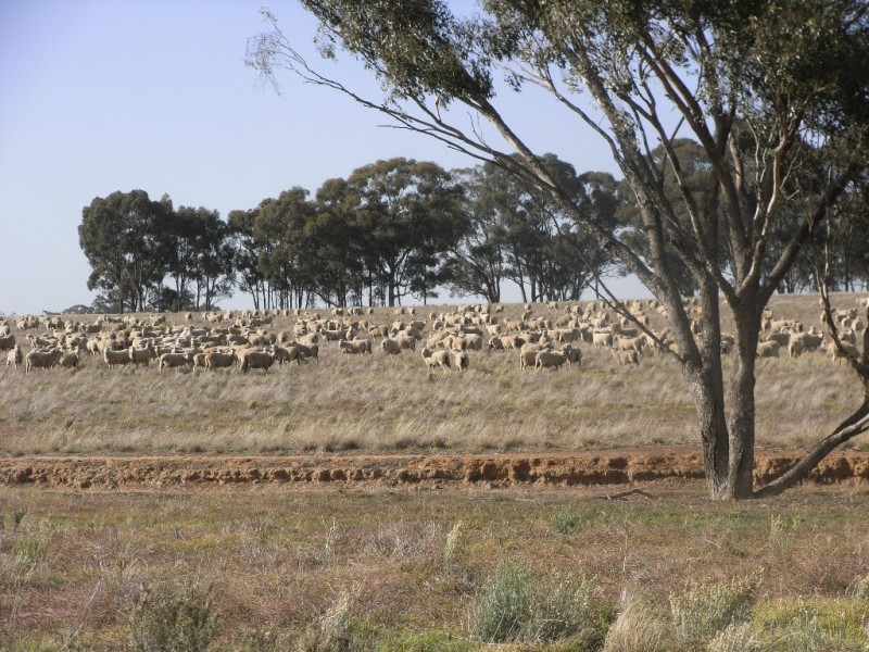 Maldon VIC 3463