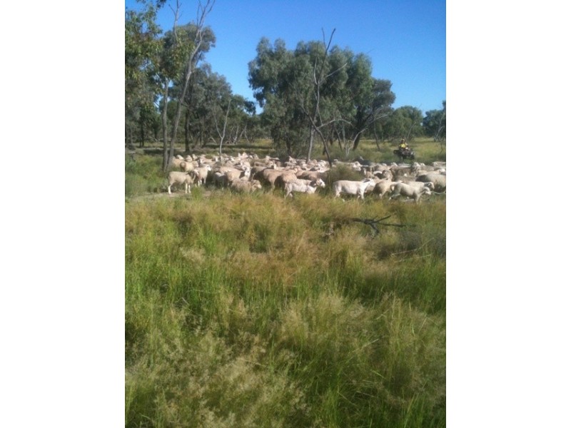 “Merrinong” Goodooga/Brenda Road, Goodooga NSW 2831