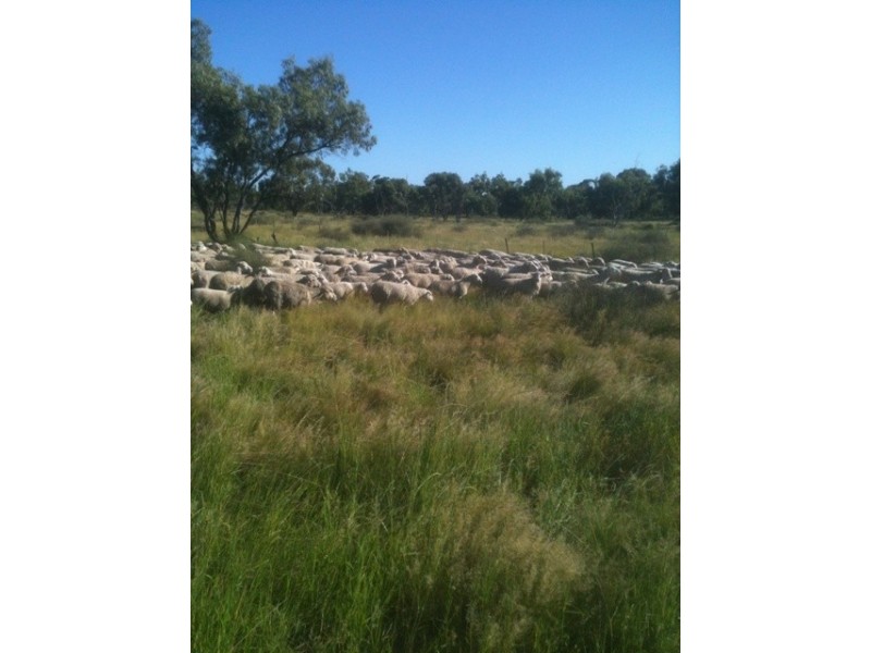 a Goodooga/Brenda Road, Brewarrina NSW 2839