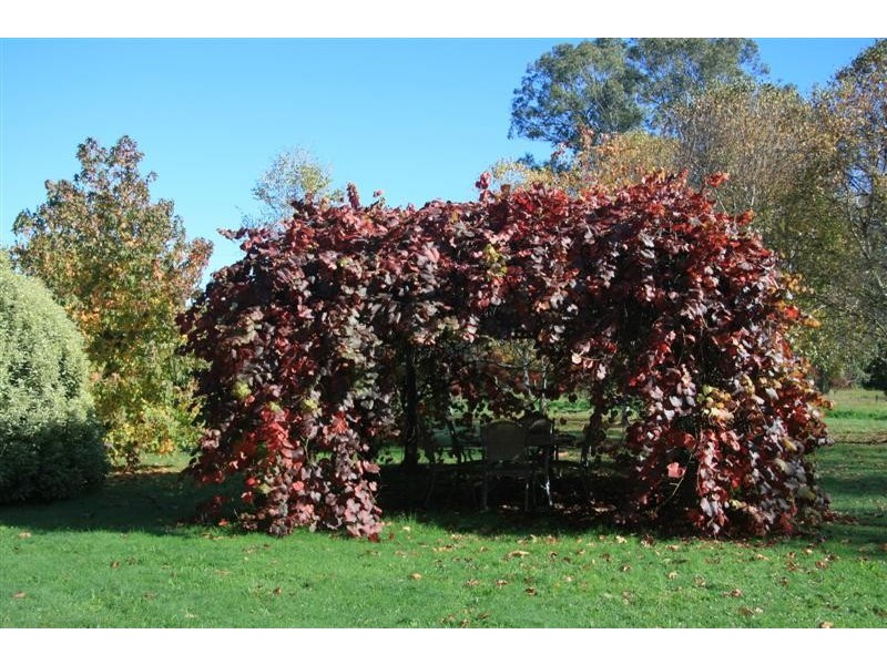 785 Back Eildon Road, Eildon VIC 3713