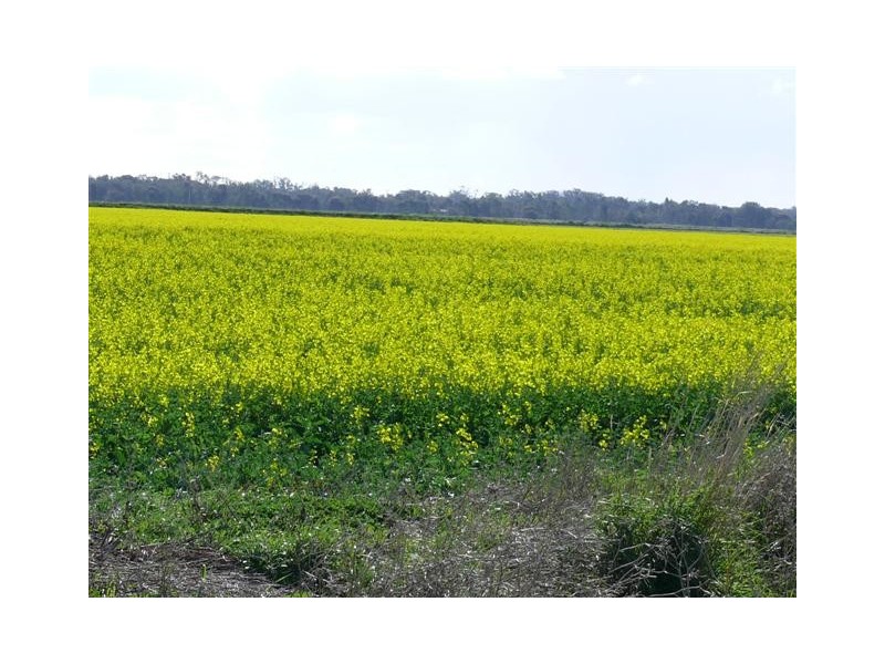 1462 Echuca-Nanneella Road, Echuca VIC 3564