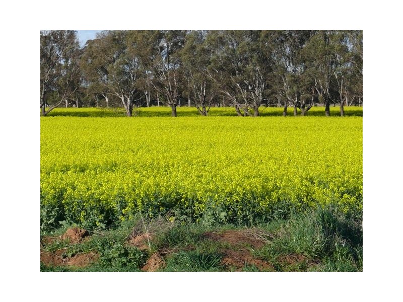 1462 Echuca-Nanneella Road, Echuca VIC 3564