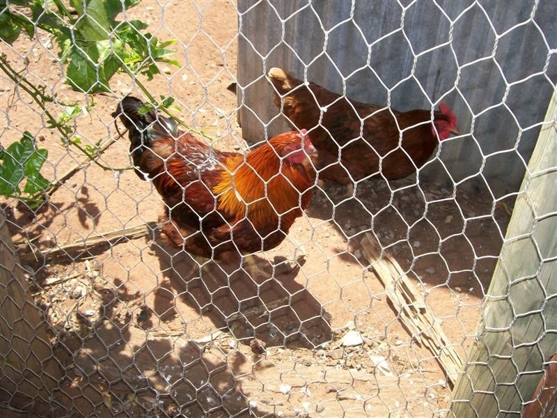 25 Young St, Oaklands NSW 2646