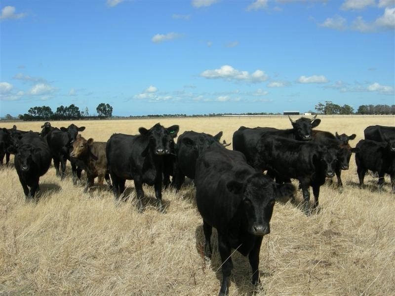 Koo Wee Rup VIC 3981