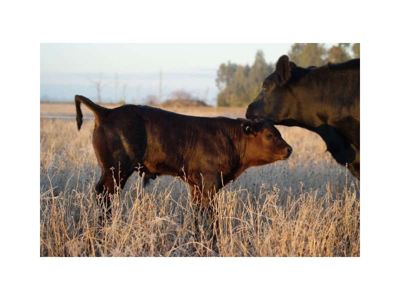 1438 Hartwood Rd, Deniliquin NSW 2710