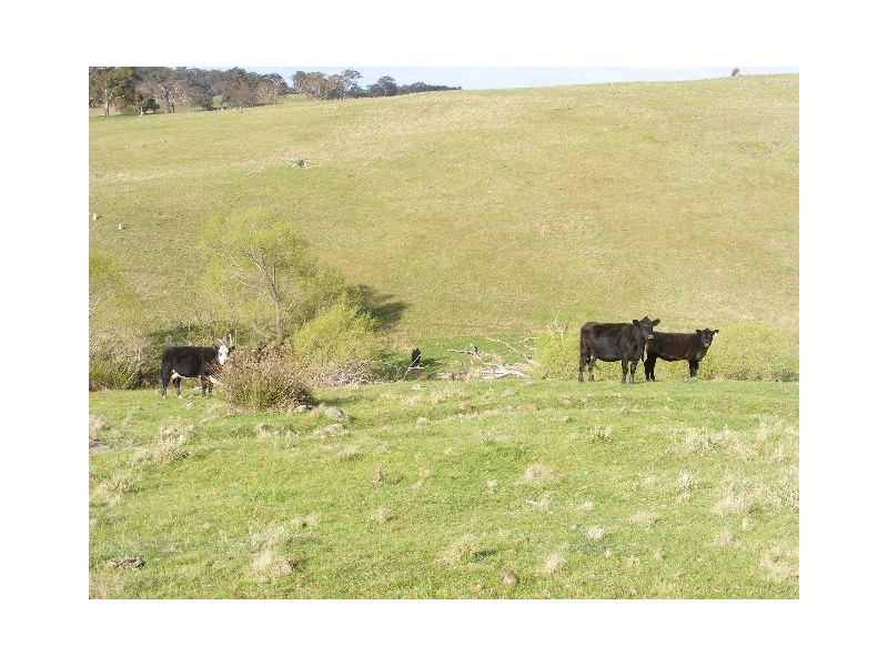 147 Spring Creek Road, Taradale VIC 3447