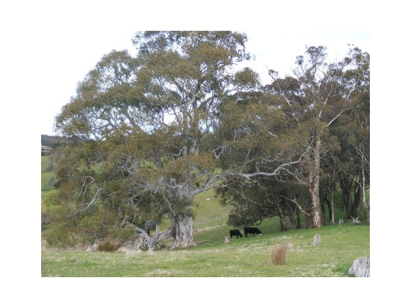 147 Spring Creek Road, Taradale VIC 3447