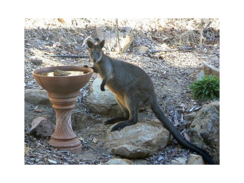 502 Longwood/Ruffy Road, Euroa VIC 3666