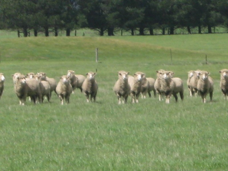 Middle Creek VIC 3375