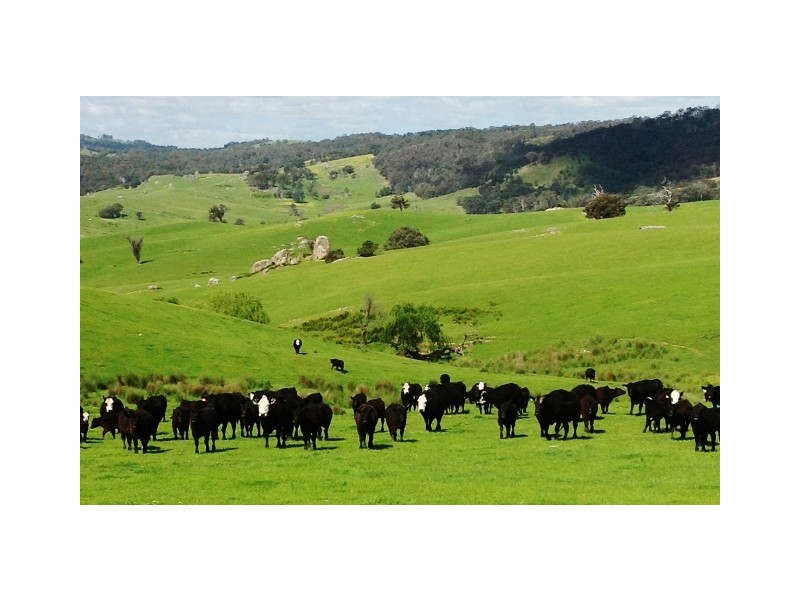 2226 Mansfield Road, Gooram VIC 3666