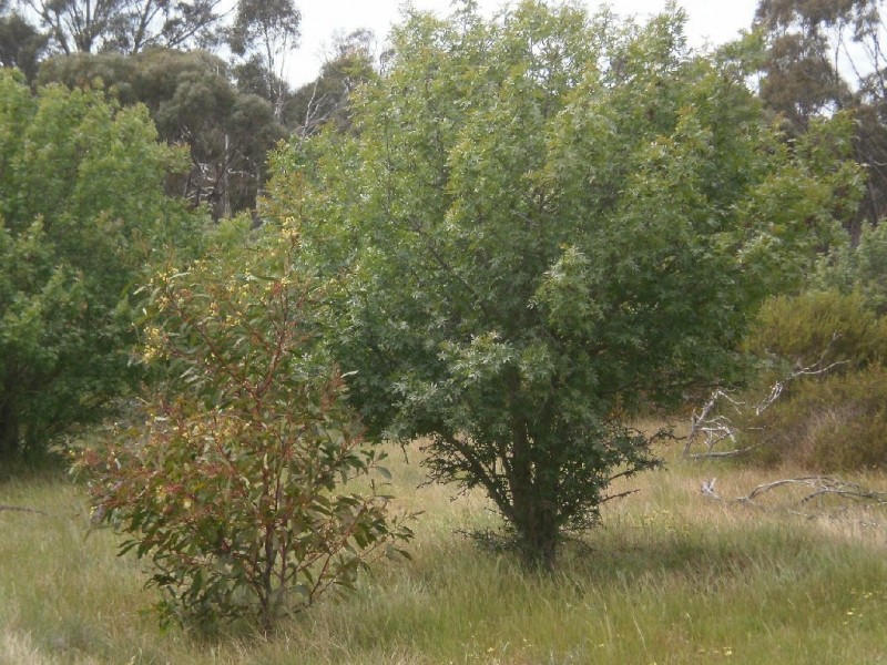 St Arnaud VIC 3478