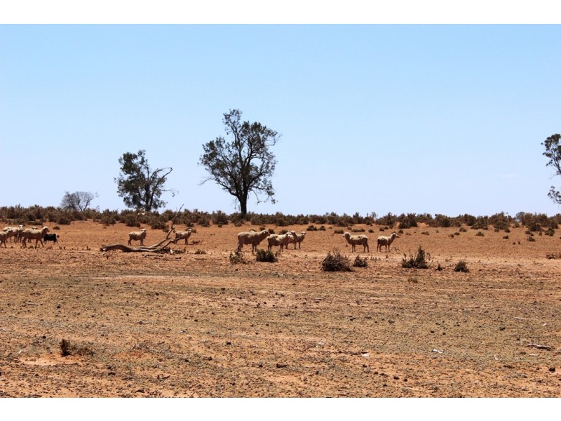 Menindee NSW 2879