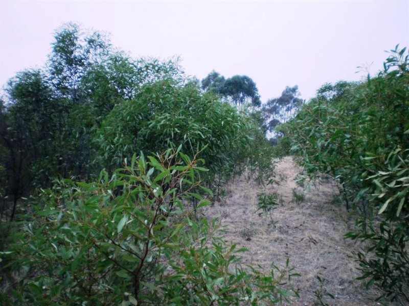 54 Kay Rd, St Arnaud VIC 3478