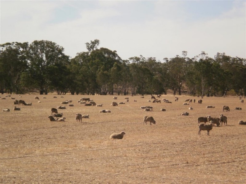 Fentons Creek VIC 3518