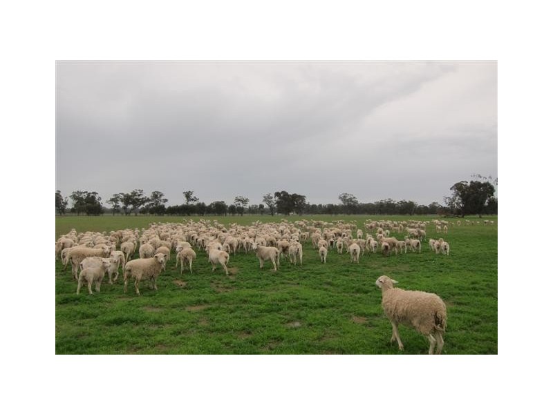 Echuca VIC 3564