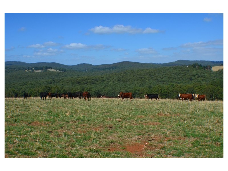 Lot 2 446 Ure Road, Gembrook VIC 3783