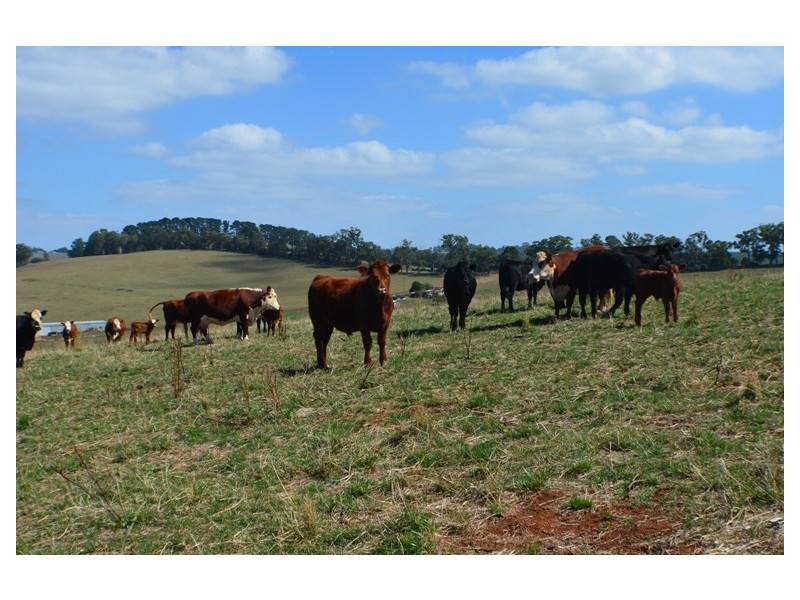 Lot 2 446 Ure Road, Gembrook VIC 3783