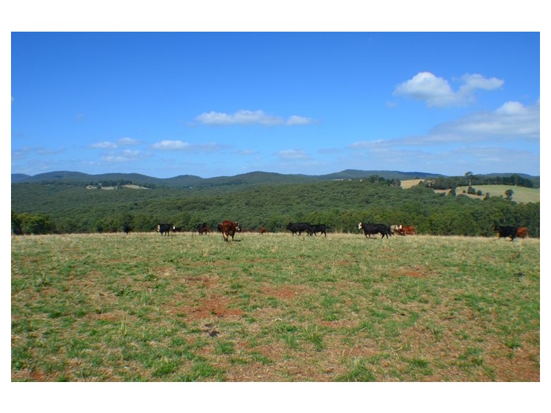 Lot 2 446 Ure Road, Gembrook VIC 3783