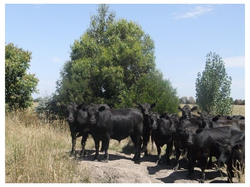 Caldermeade VIC 3984