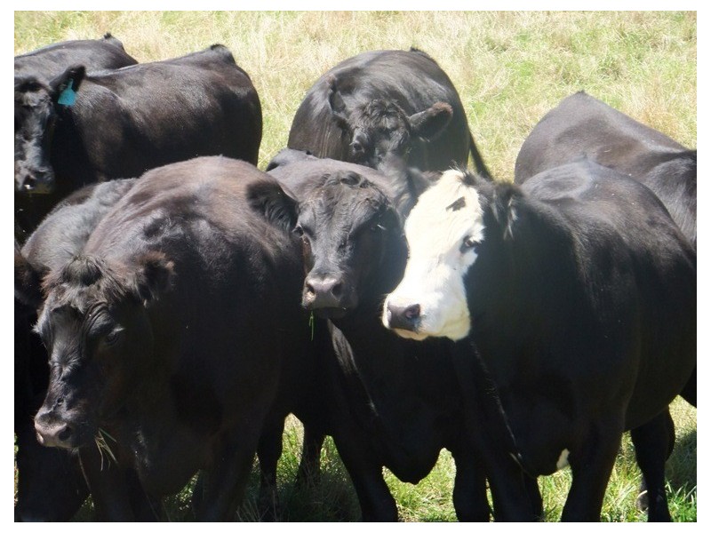 Caldermeade VIC 3984