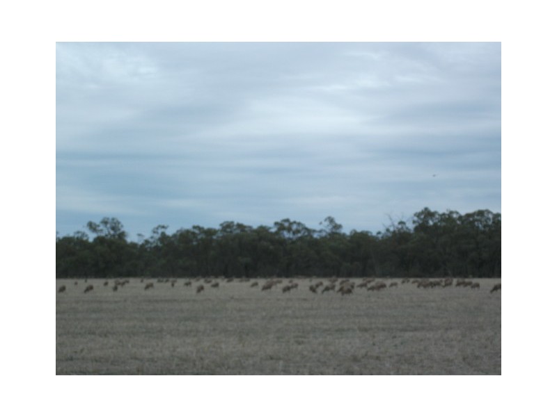 Barham NSW 2732
