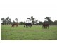 Koo Wee Rup VIC 3981