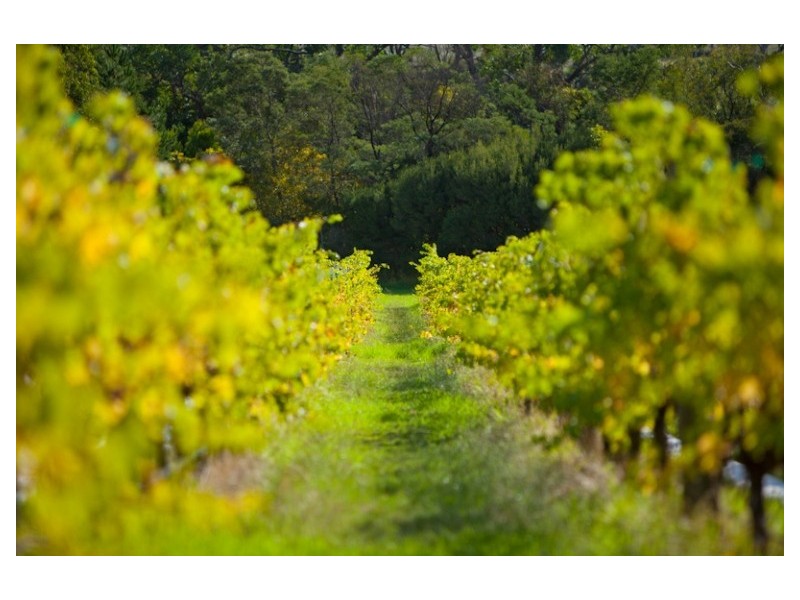 The Gurdies VIC 3984