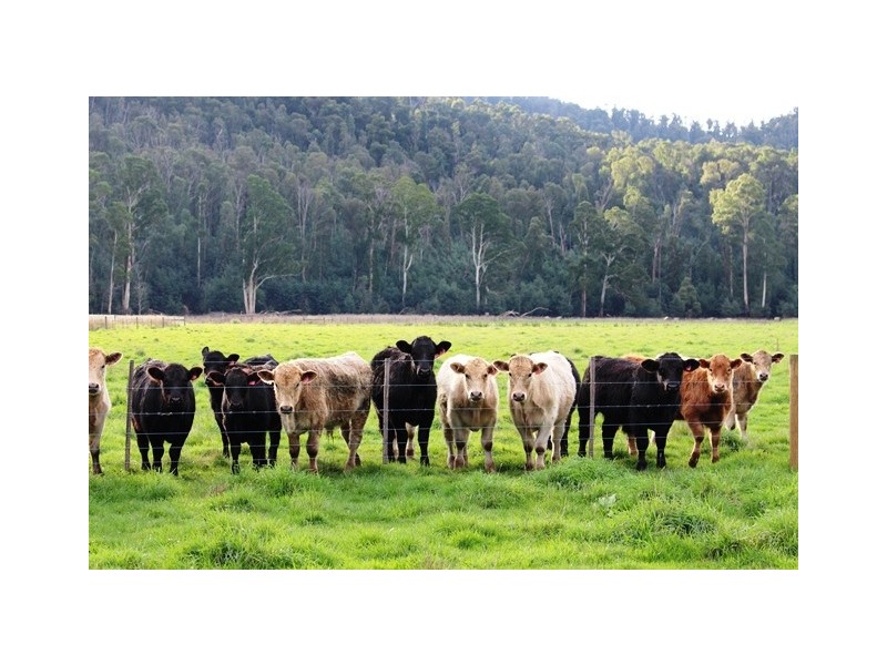 Lots1-3 / 1064 Buxton Marysvills Rd, Marysville VIC 3779