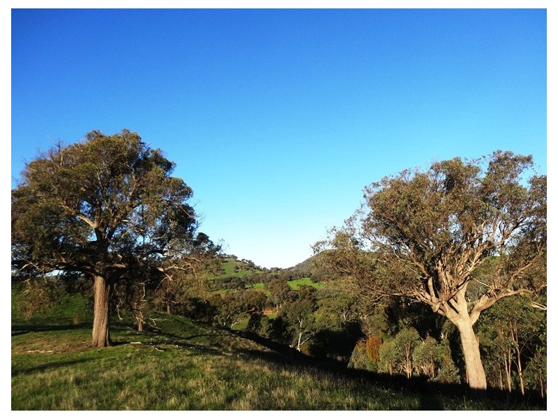 Mansfield VIC 3722