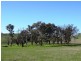 Mansfield VIC 3722